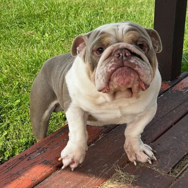 Louie - Sire